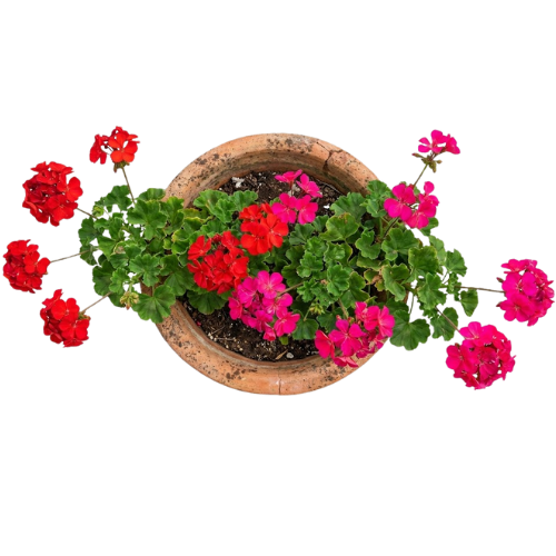 Vista aérea de una maceta rústica con geranios en flor de colores rojo y rosa.