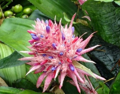 Flor de bromelia rosa con detalles púrpuras en un entorno de jardín tropical con hojas verdes.